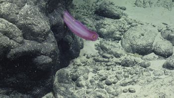 Media type: image;   Invertebrate Zoology 151069